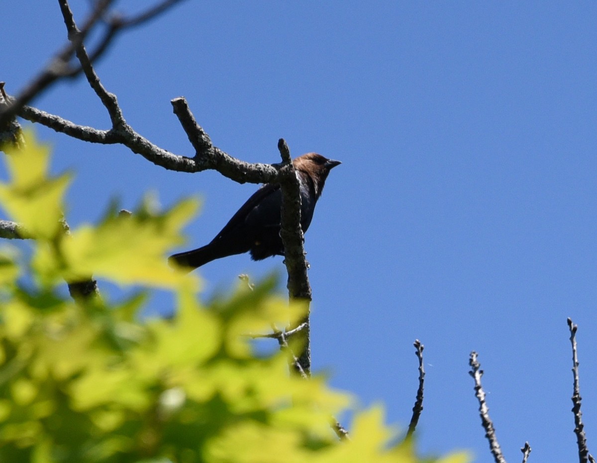 Brown-headed Cowbird - ML636503136