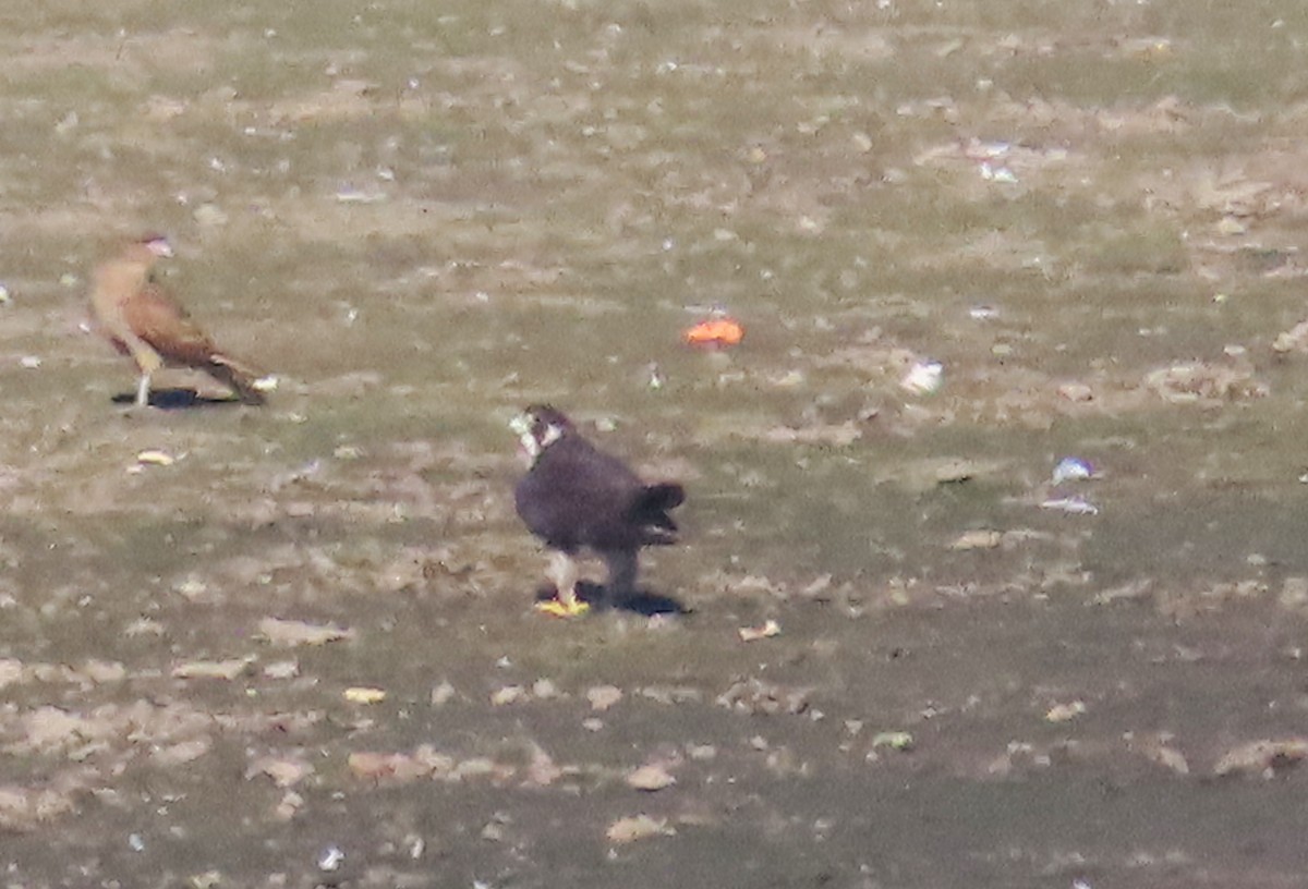 Peregrine Falcon (Tundra) - ML636503146