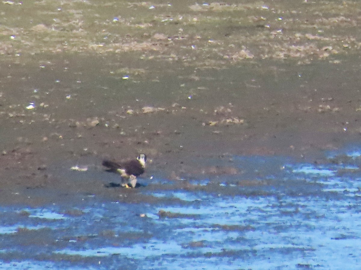 Peregrine Falcon (Tundra) - ML636503148