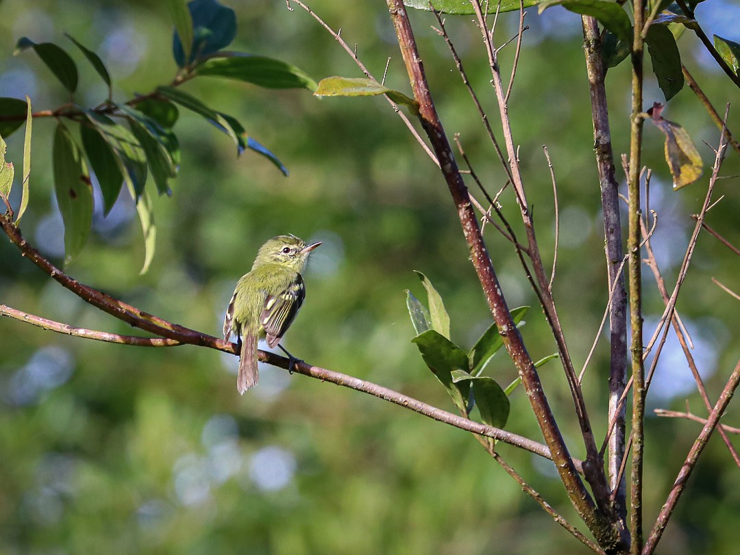 Restinga Tyrannulet - ML636503163