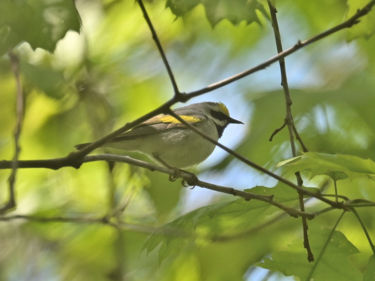 Golden-winged Warbler - ML636503210