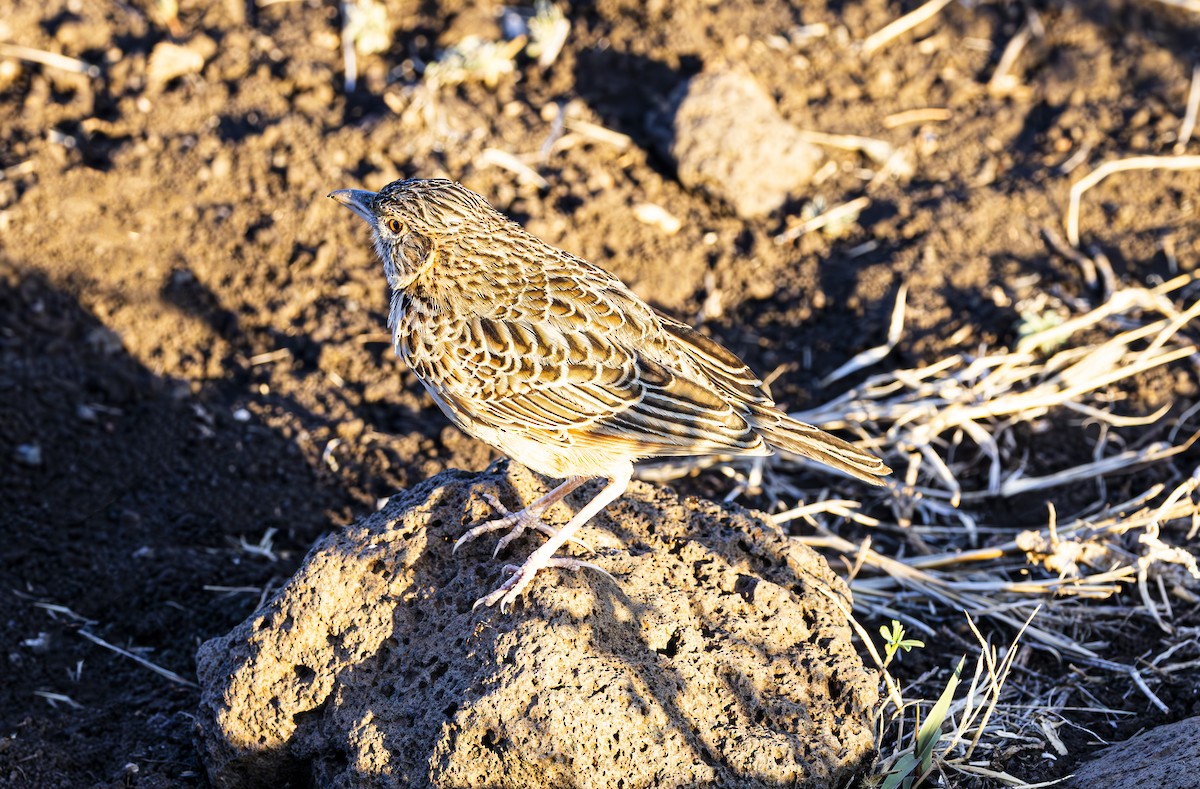 Red-winged Lark - ML636503216