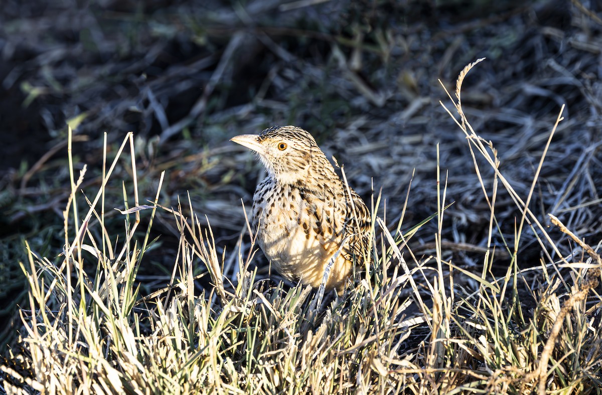Red-winged Lark - ML636503217