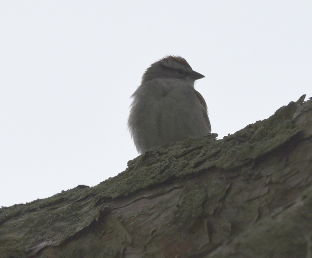 Chipping Sparrow - ML636503219