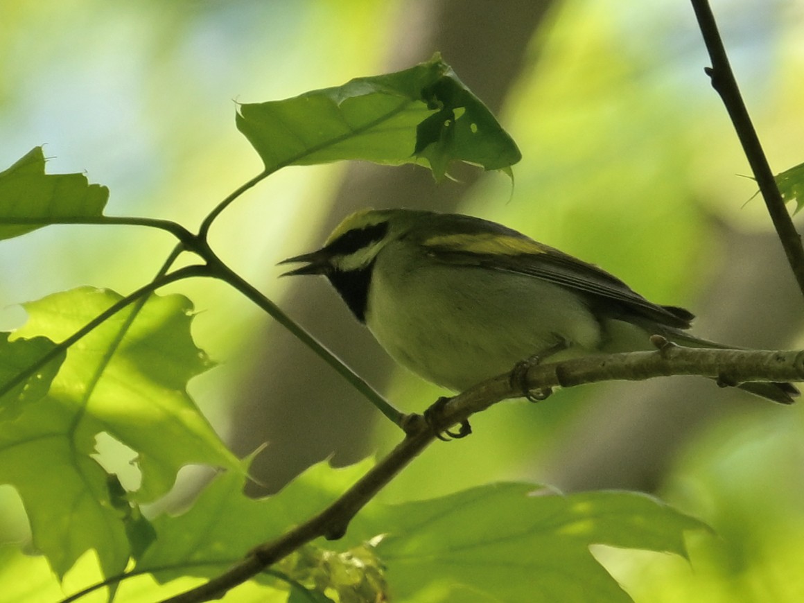 Golden-winged Warbler - ML636503220
