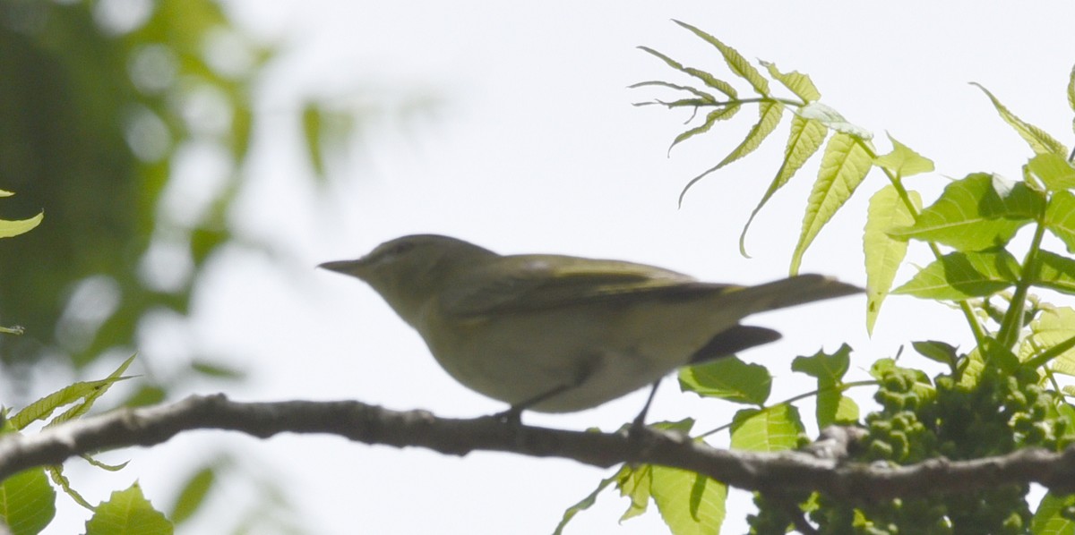 Tennessee Warbler - ML636503252