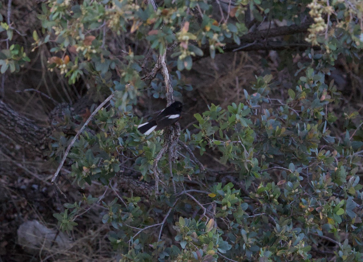 Painted Redstart - ML636503254