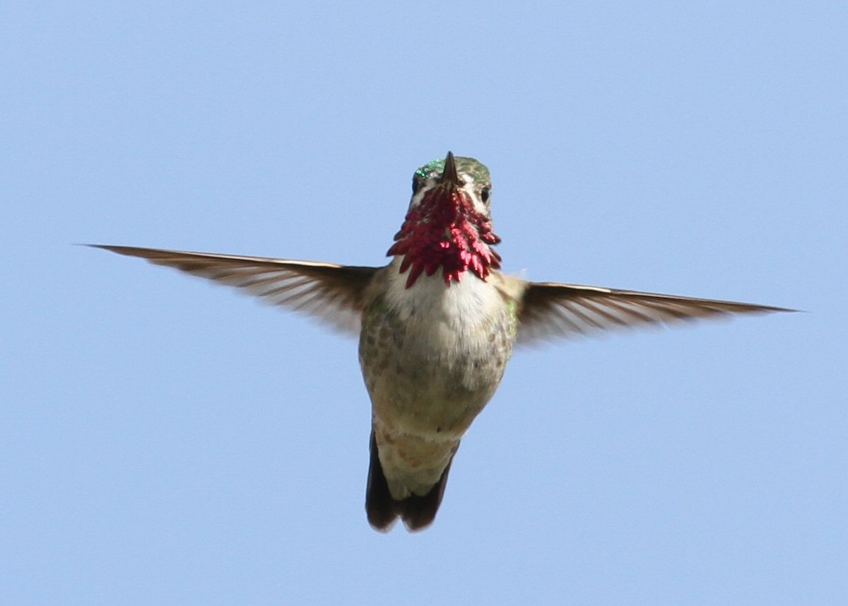 Calliope Hummingbird - ML636503257