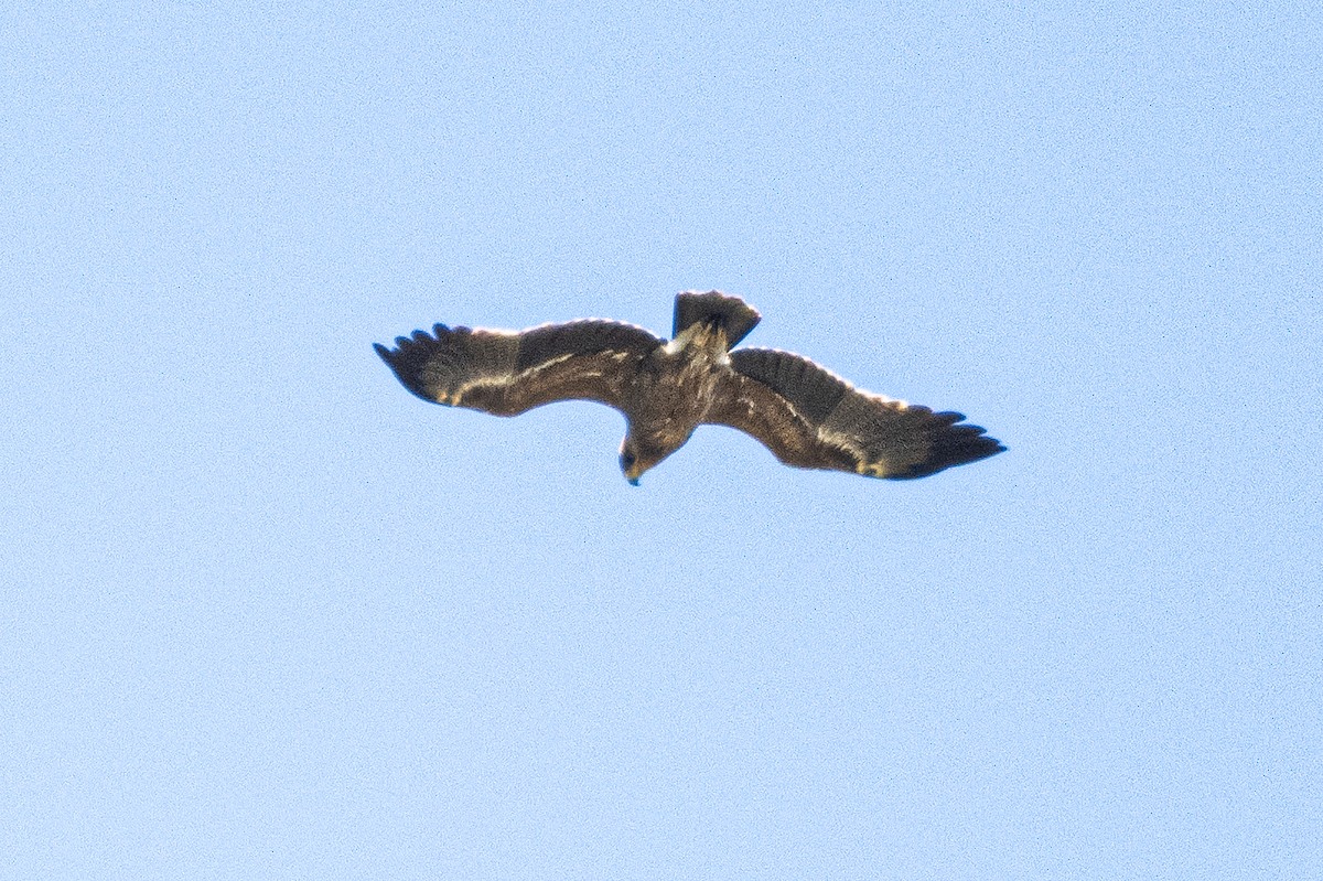 Águila Esteparia - ML636503269