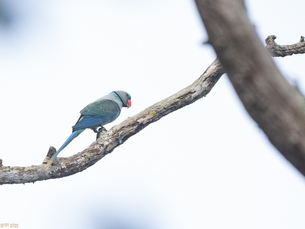 Malabar Parakeet - ML636503312