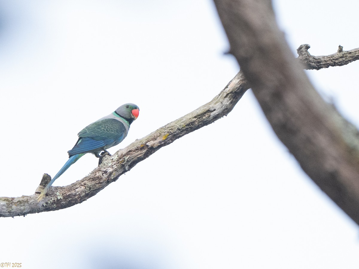Malabar Parakeet - ML636503313