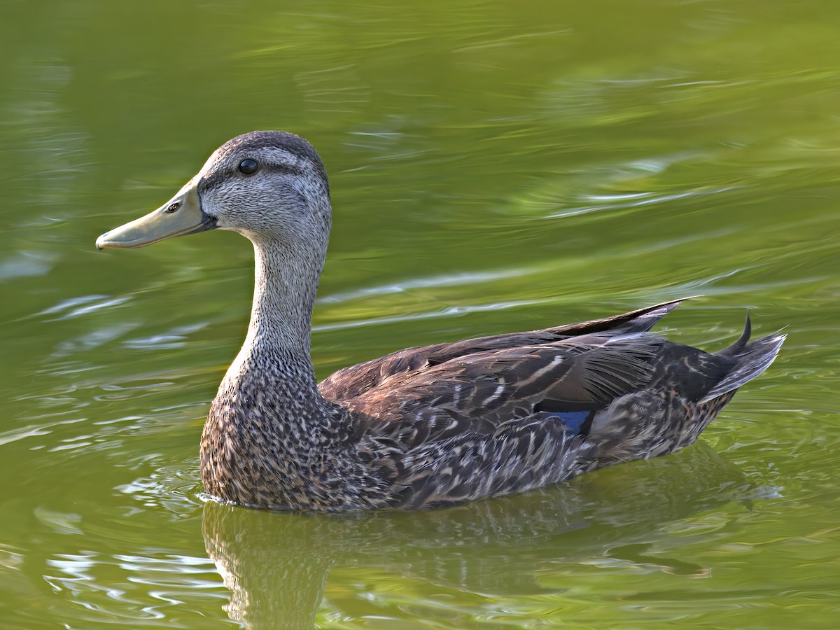 Mallard x Mottled Duck (hybrid) - ML636503574