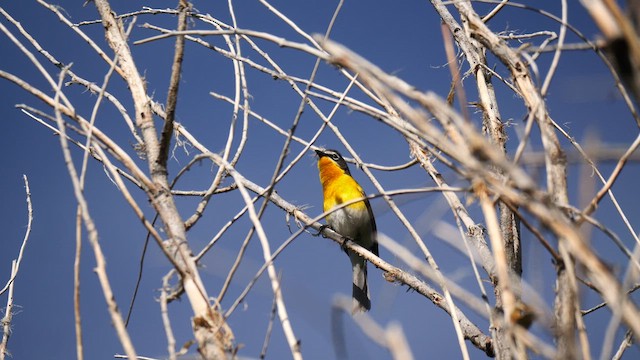 Yellow-breasted Chat - ML636503579