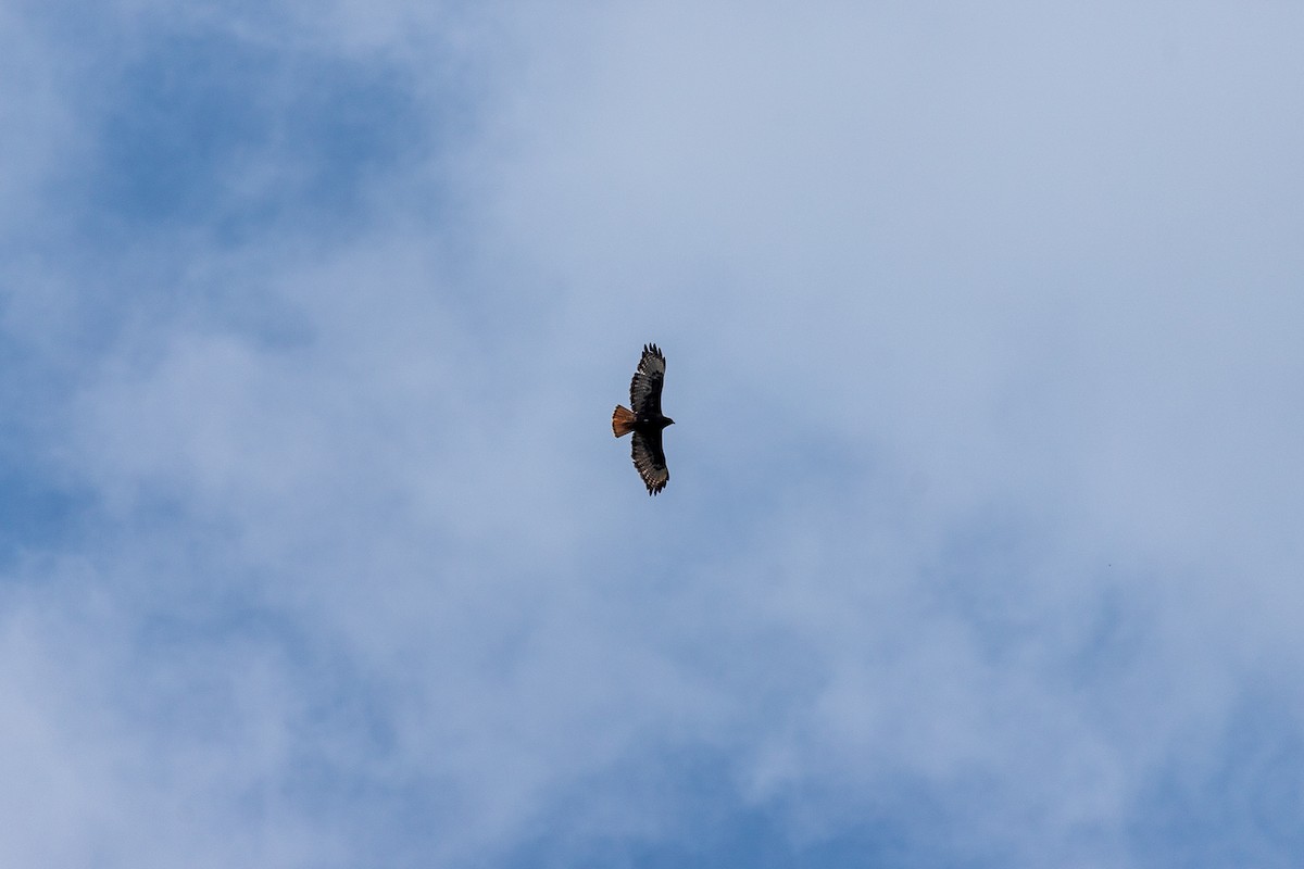Red-tailed Hawk - ML636503610