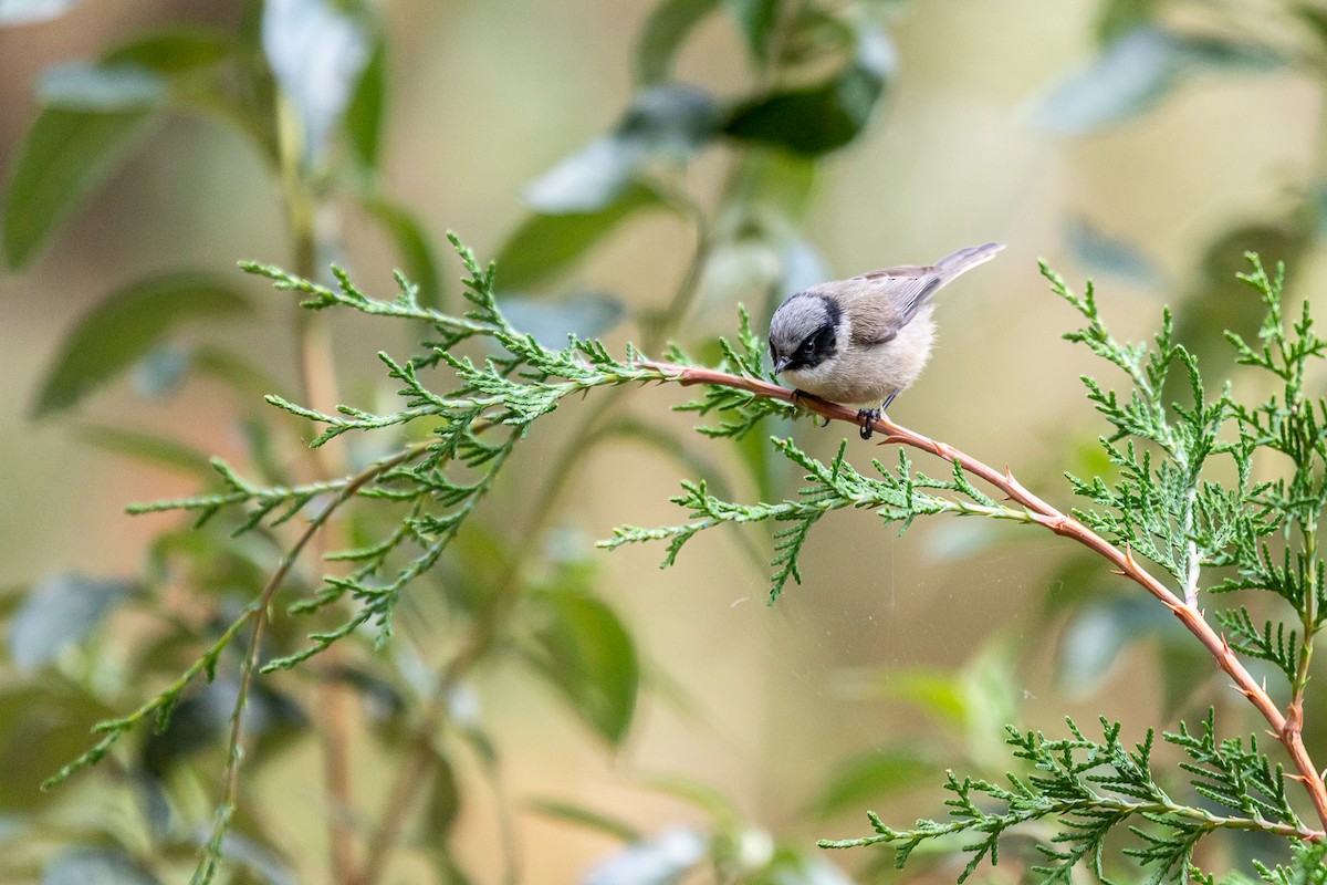 Bushtit - ML636503615