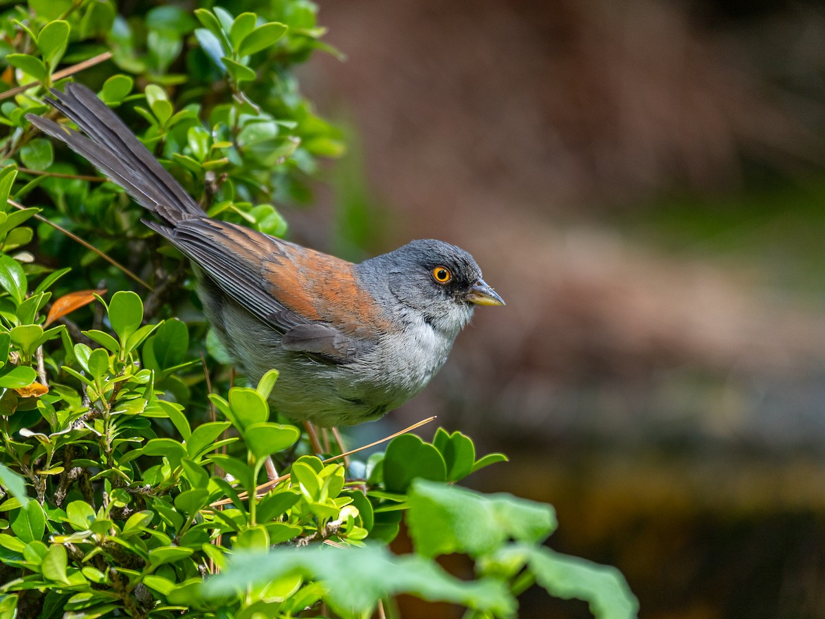Yellow-eyed Junco (Mexican) - ML636503619