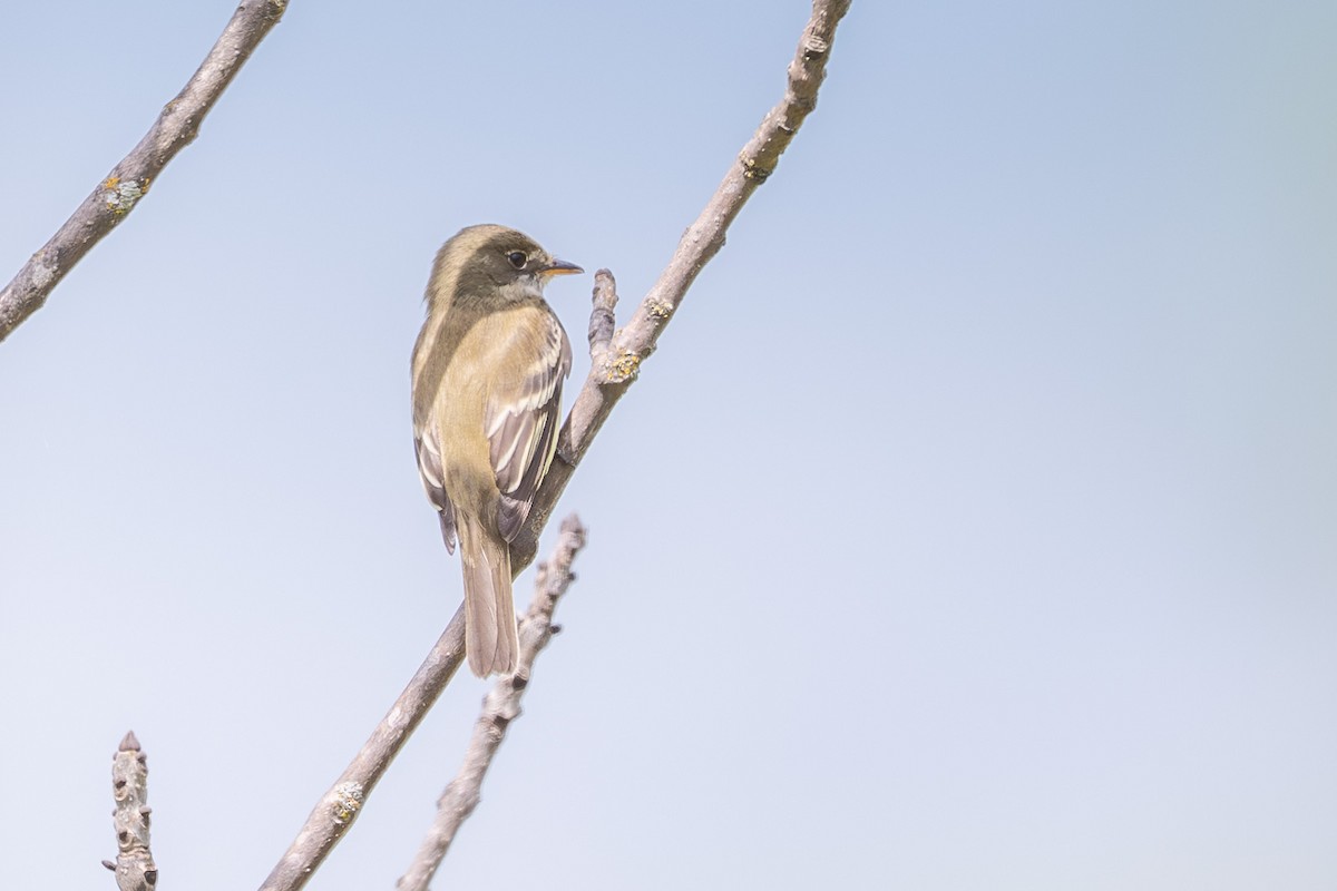 Alder Flycatcher - ML636503629