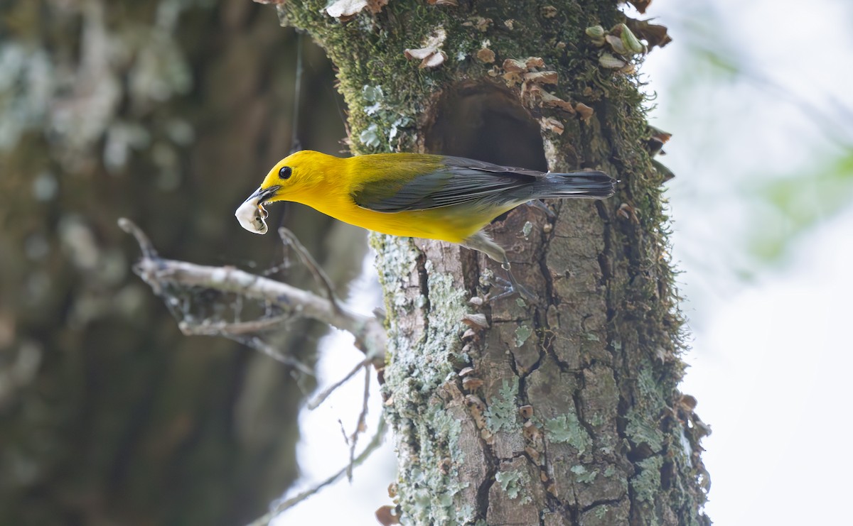 Prothonotary Warbler - ML636503751