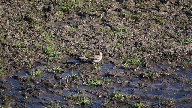 Toygar Serçesi - ML636503755