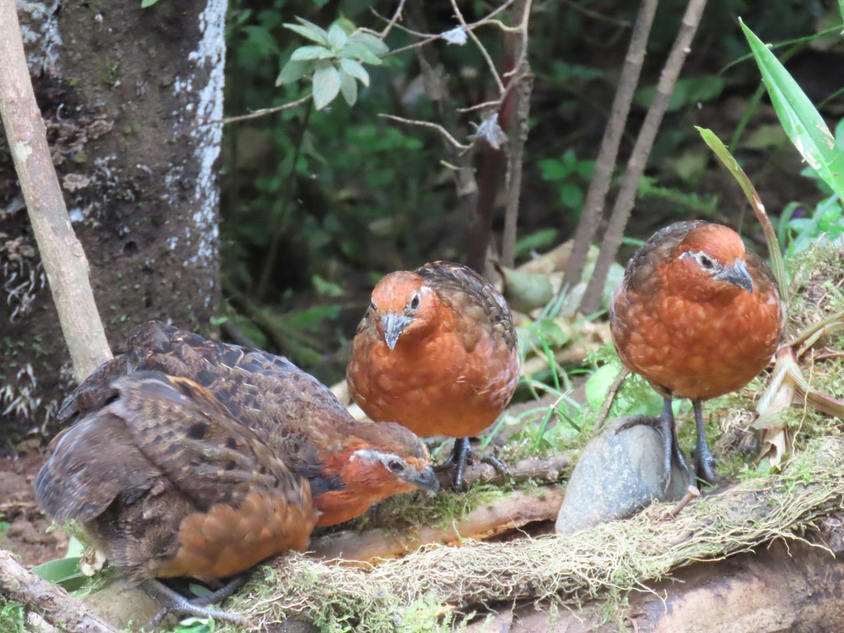 Chestnut Wood-Quail - ML636503911