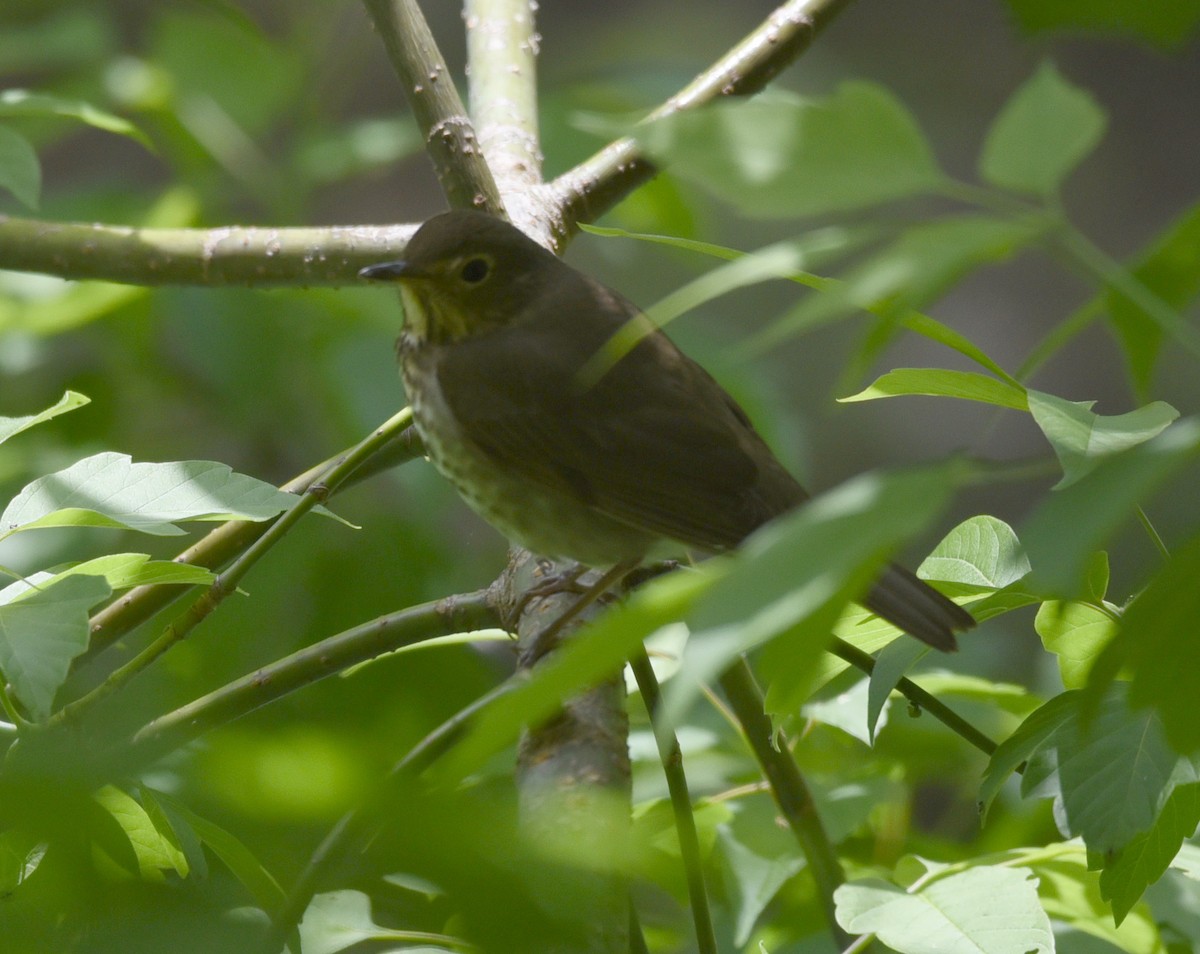 Swainson's Thrush - ML636503928