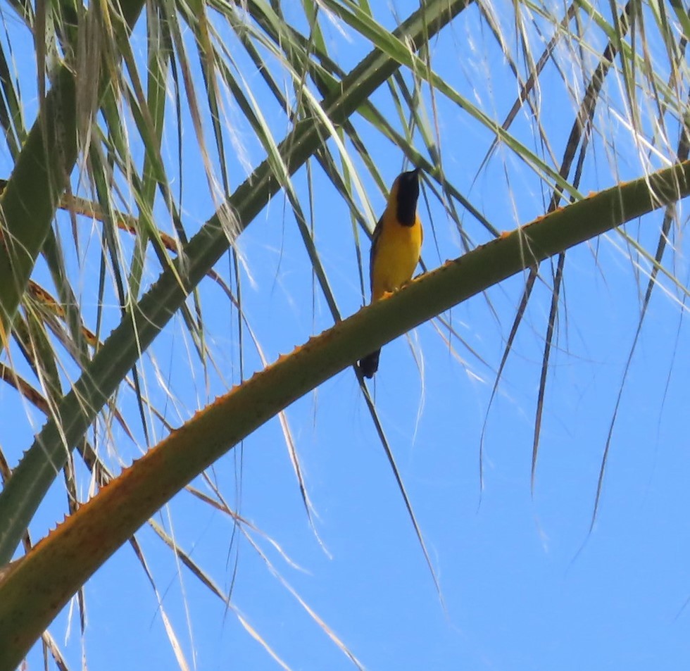 Hooded Oriole - ML636503935