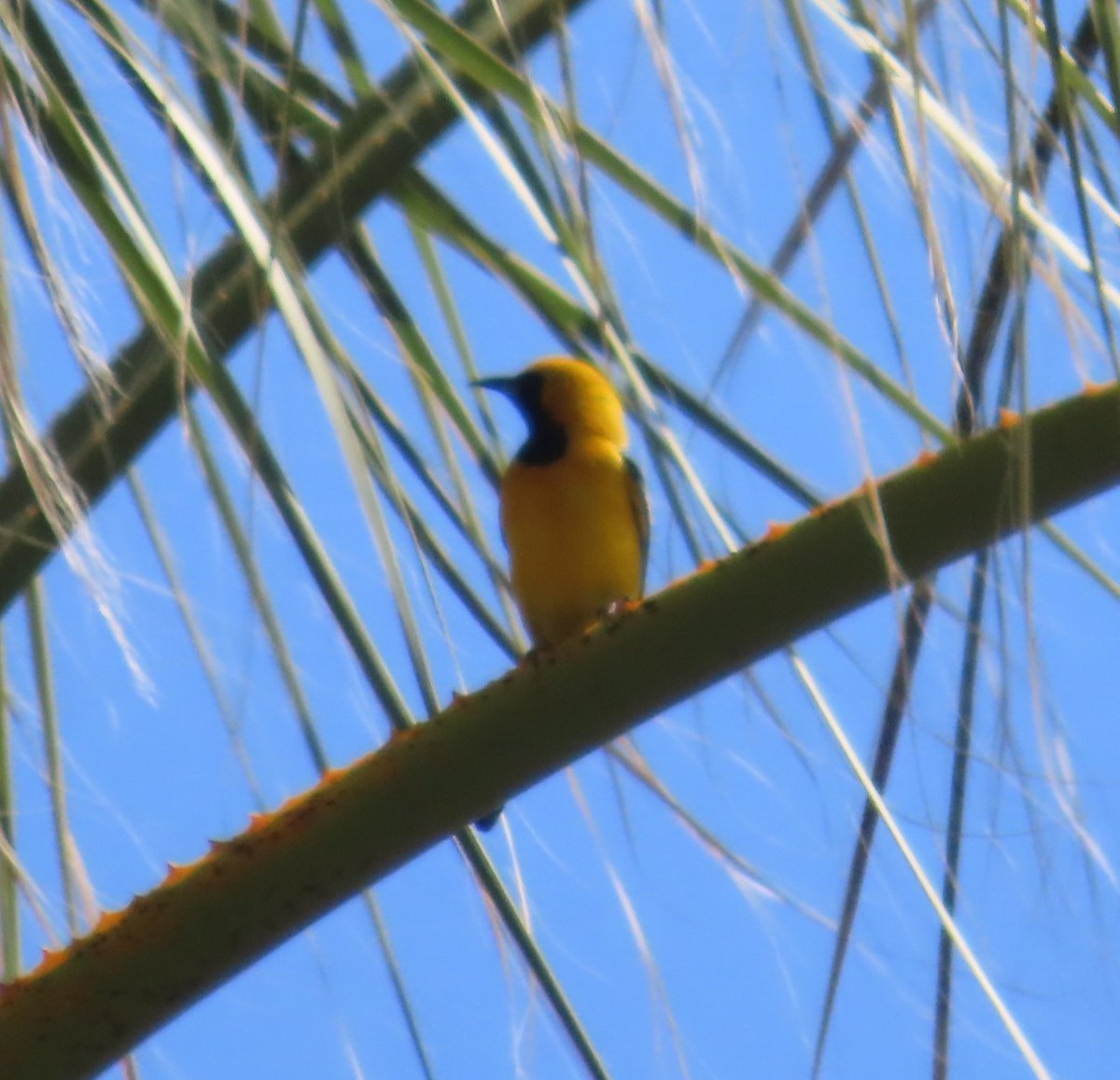 Hooded Oriole - ML636503947