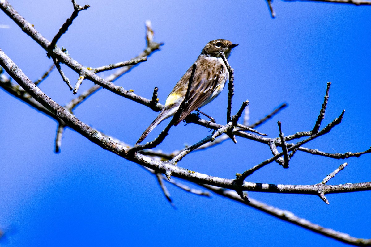 Yellow-rumped Warbler - ML636503964