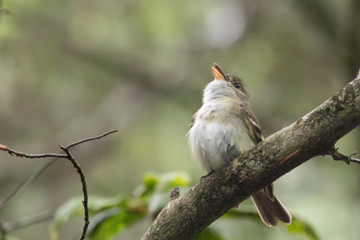 Acadian Flycatcher - ML636504067