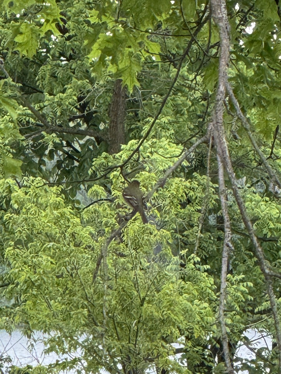Yellow-bellied Flycatcher - ML636504147