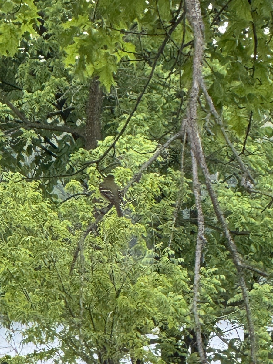 Yellow-bellied Flycatcher - ML636504148