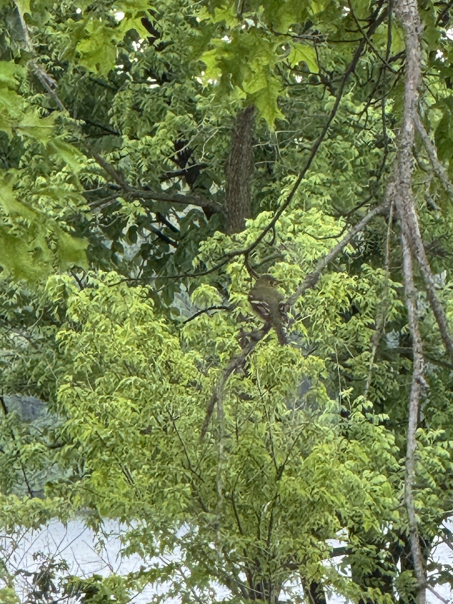Yellow-bellied Flycatcher - ML636504150