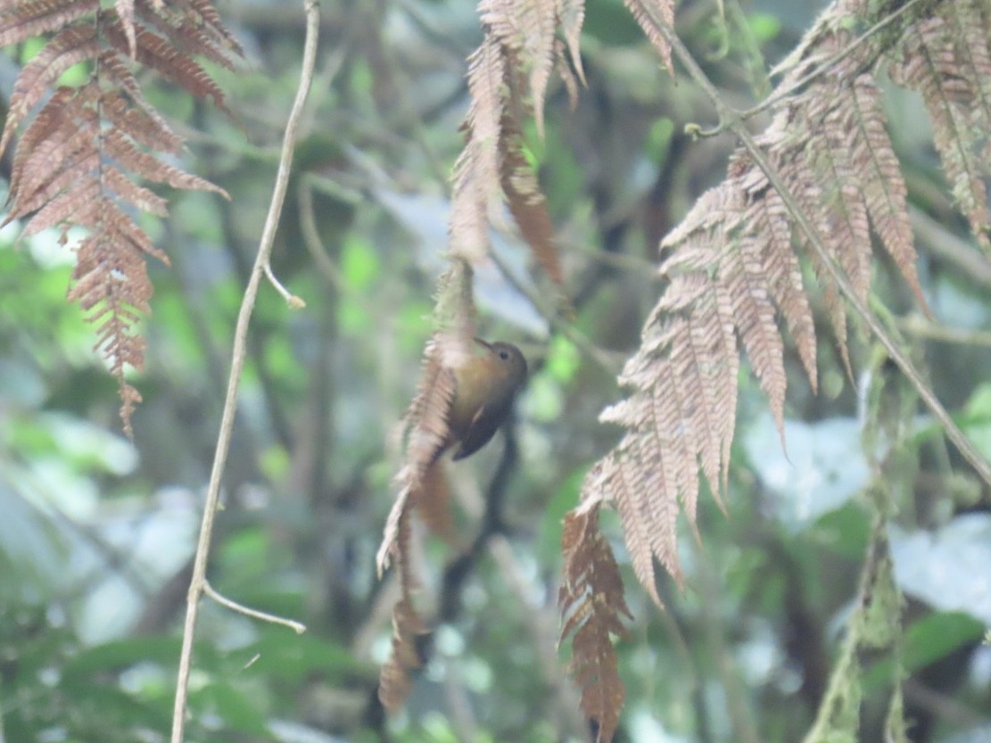 Slaty Antwren - ML636504352