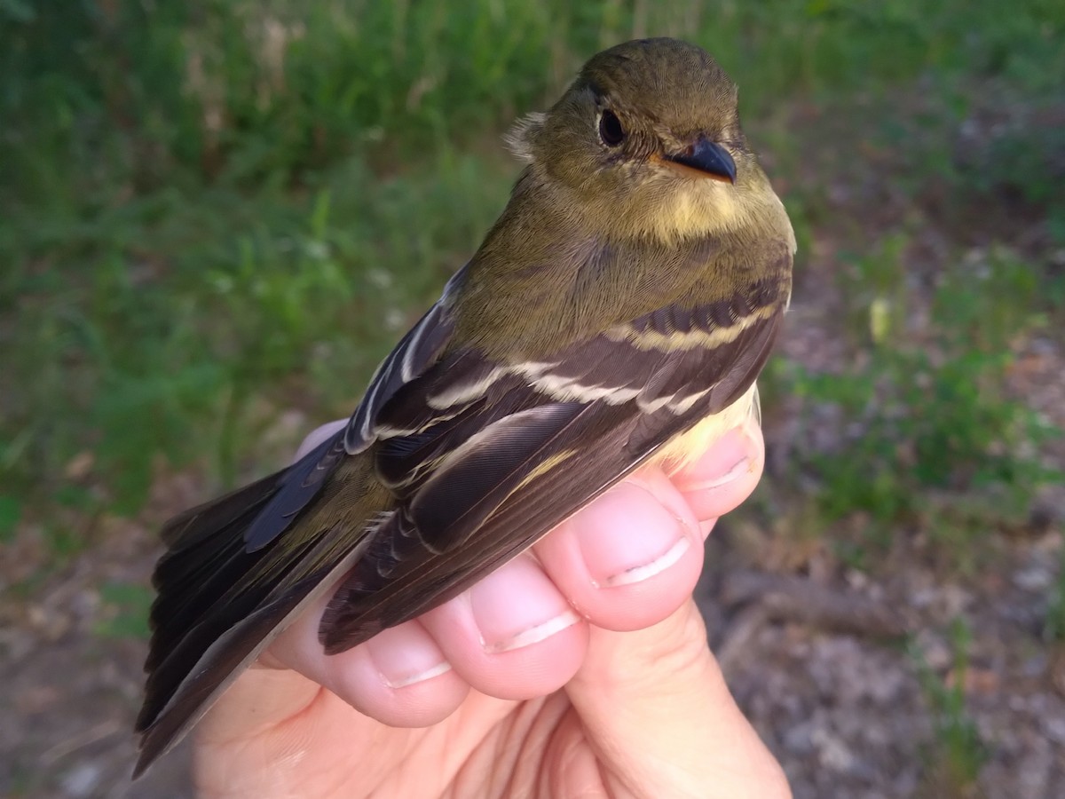 Yellow-bellied Flycatcher - ML636504369