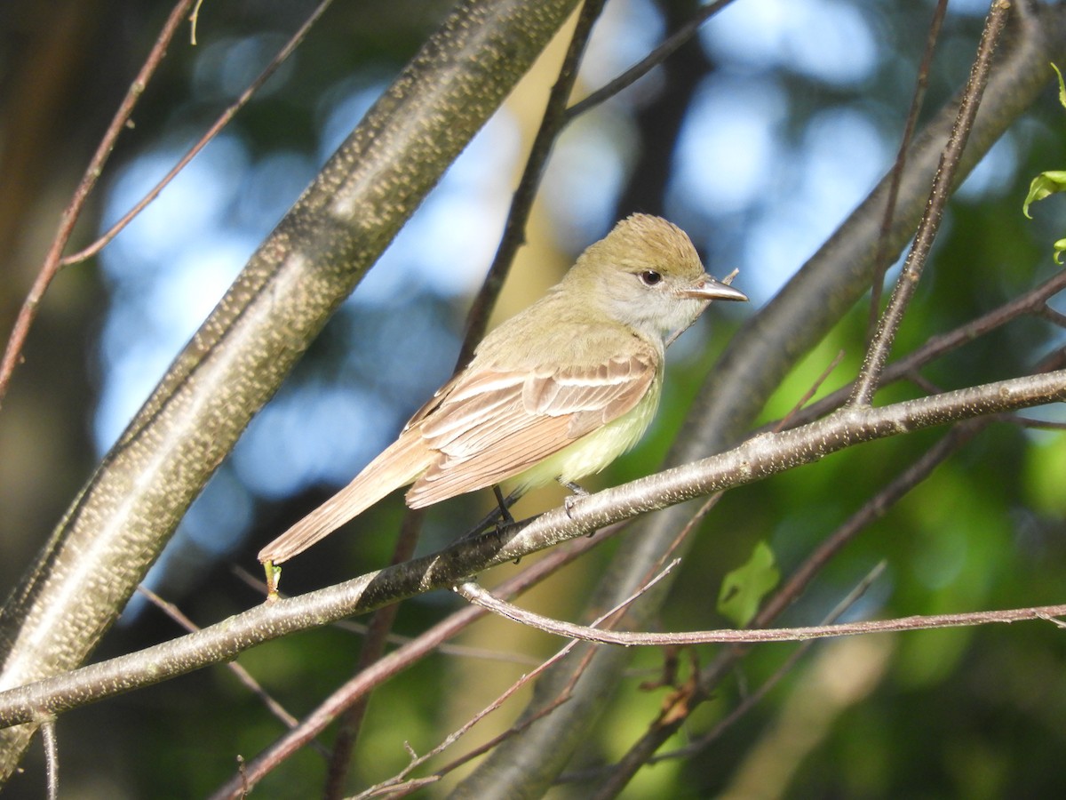 Great Crested Flycatcher - ML636504420