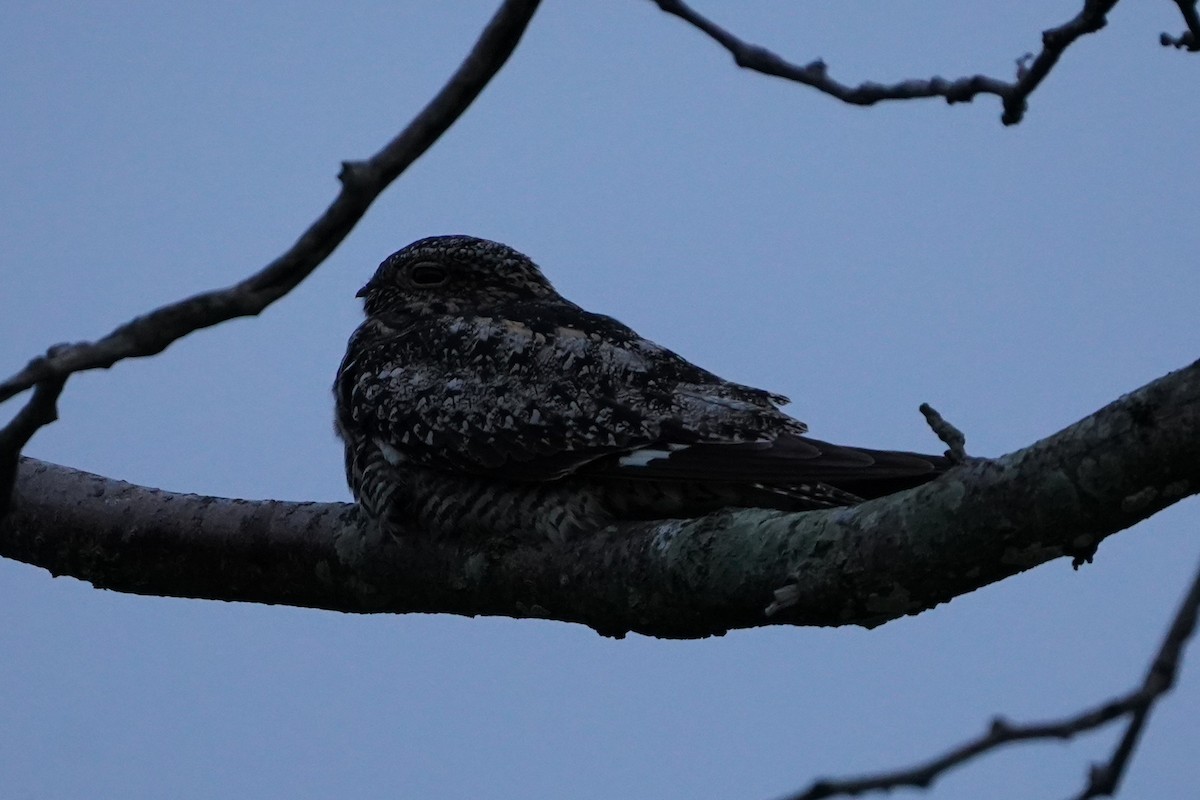 Common Nighthawk - ML636504423