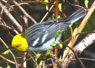Einsiedelwaldsänger - ML636504477