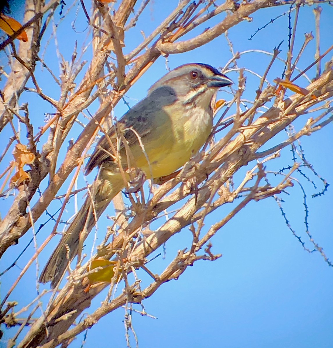 Zapata Sparrow - ML636504488