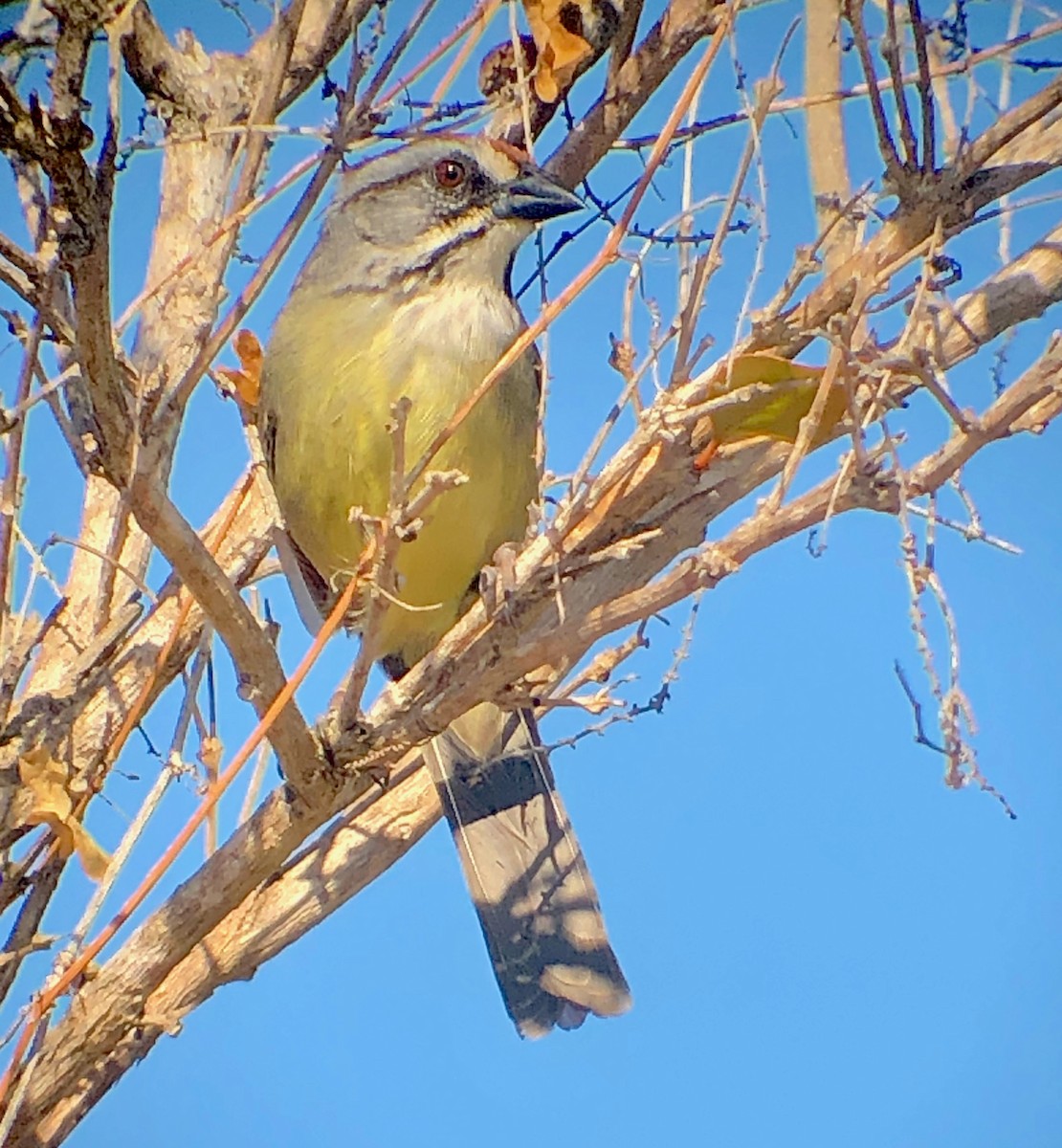 Zapata Sparrow - ML636504489