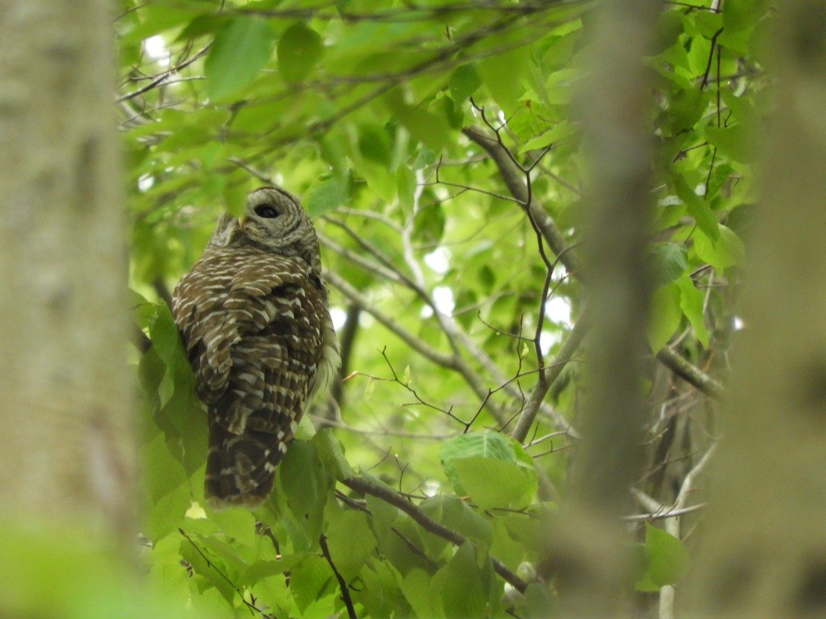 Barred Owl - ML636504495