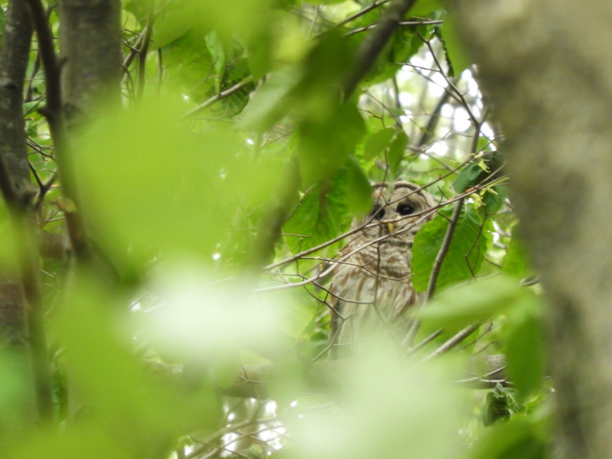Barred Owl - ML636504498