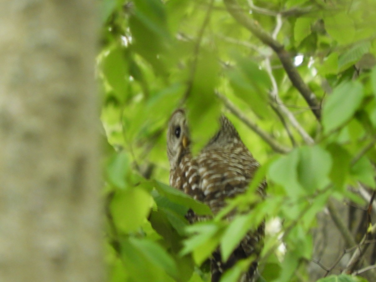 Barred Owl - ML636504500