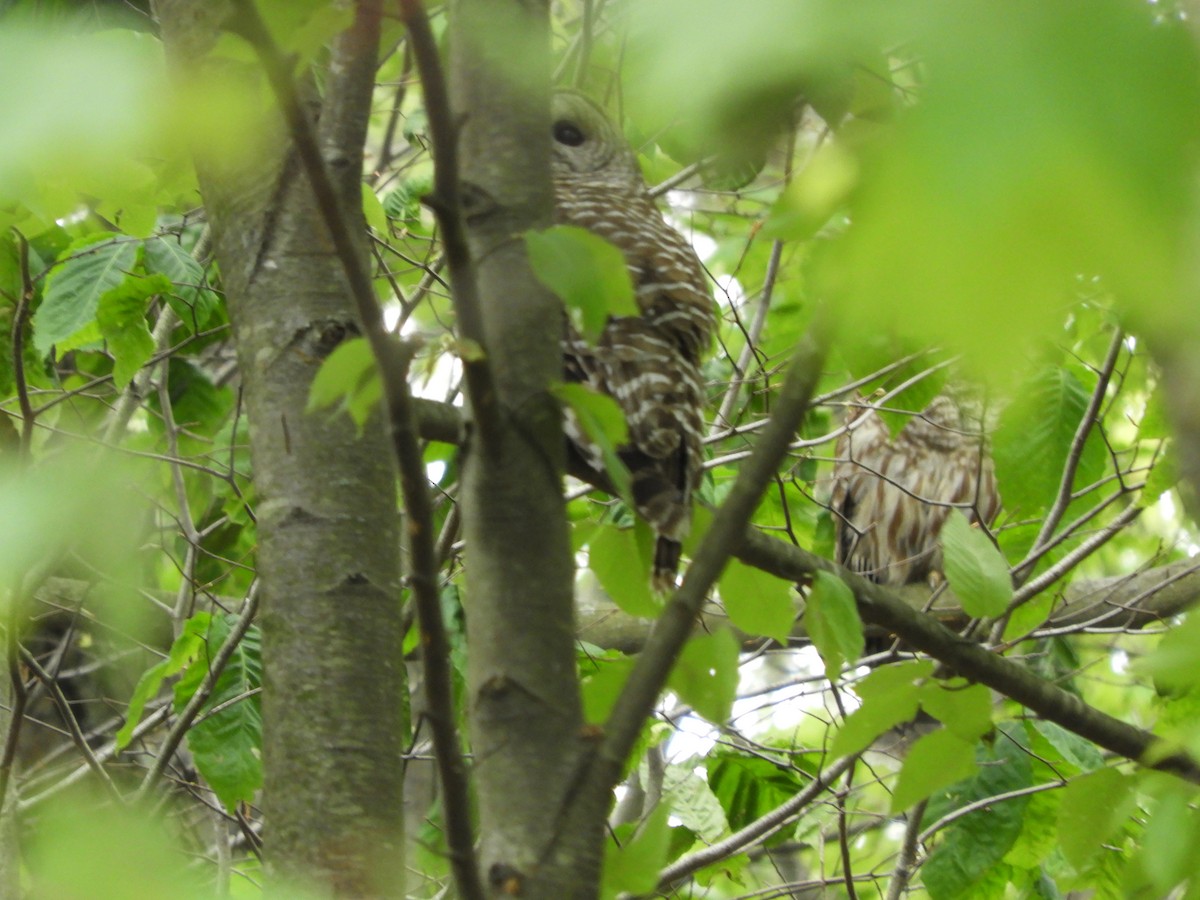 Barred Owl - ML636504516