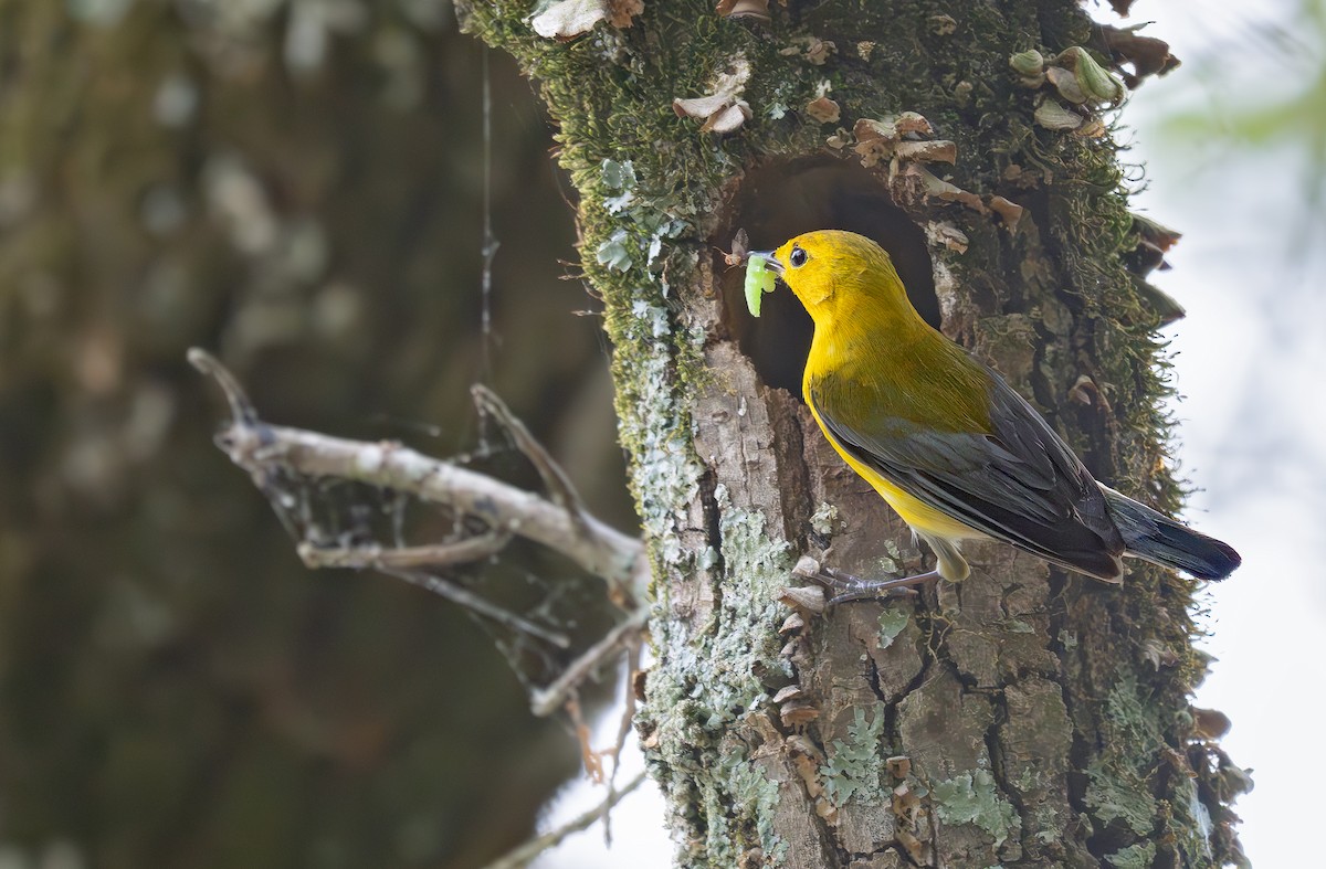 Prothonotary Warbler - ML636504524