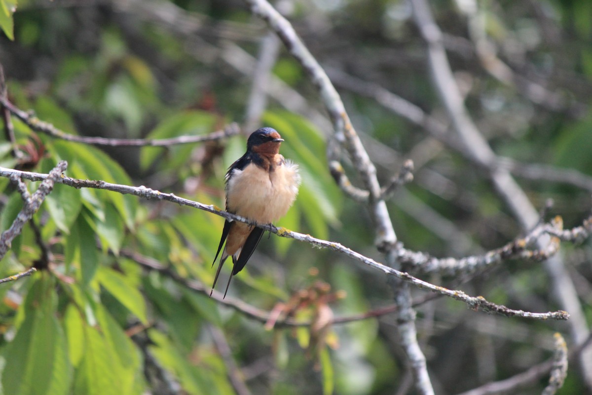ツバメ（erythrogaster） - ML636504543