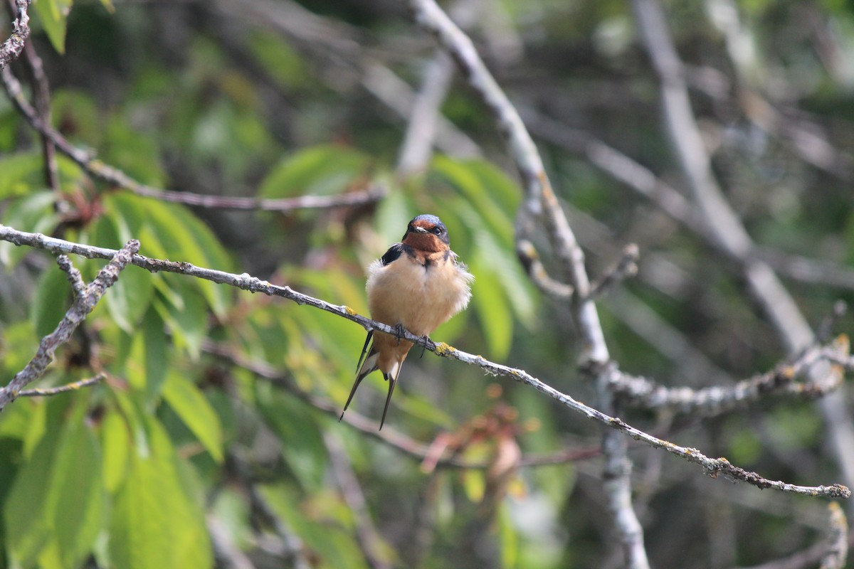 ツバメ（erythrogaster） - ML636504544
