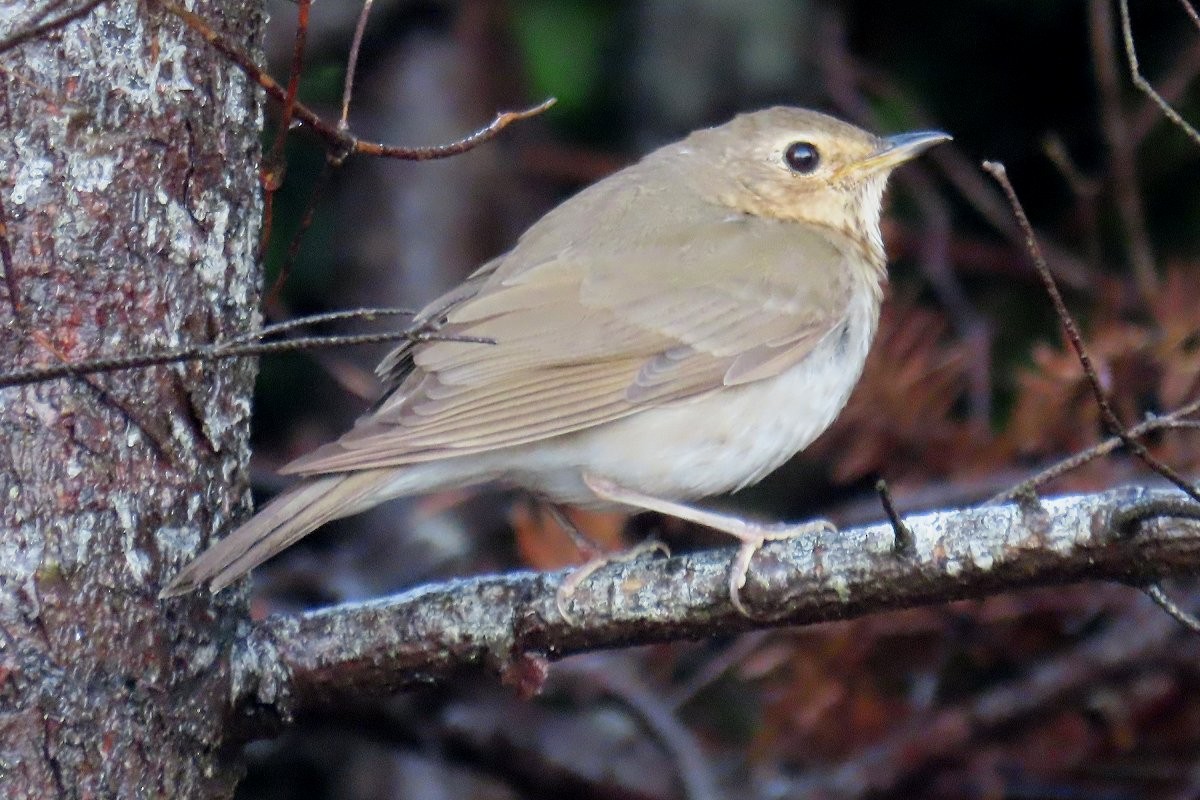 Swainson's Thrush - ML636504549