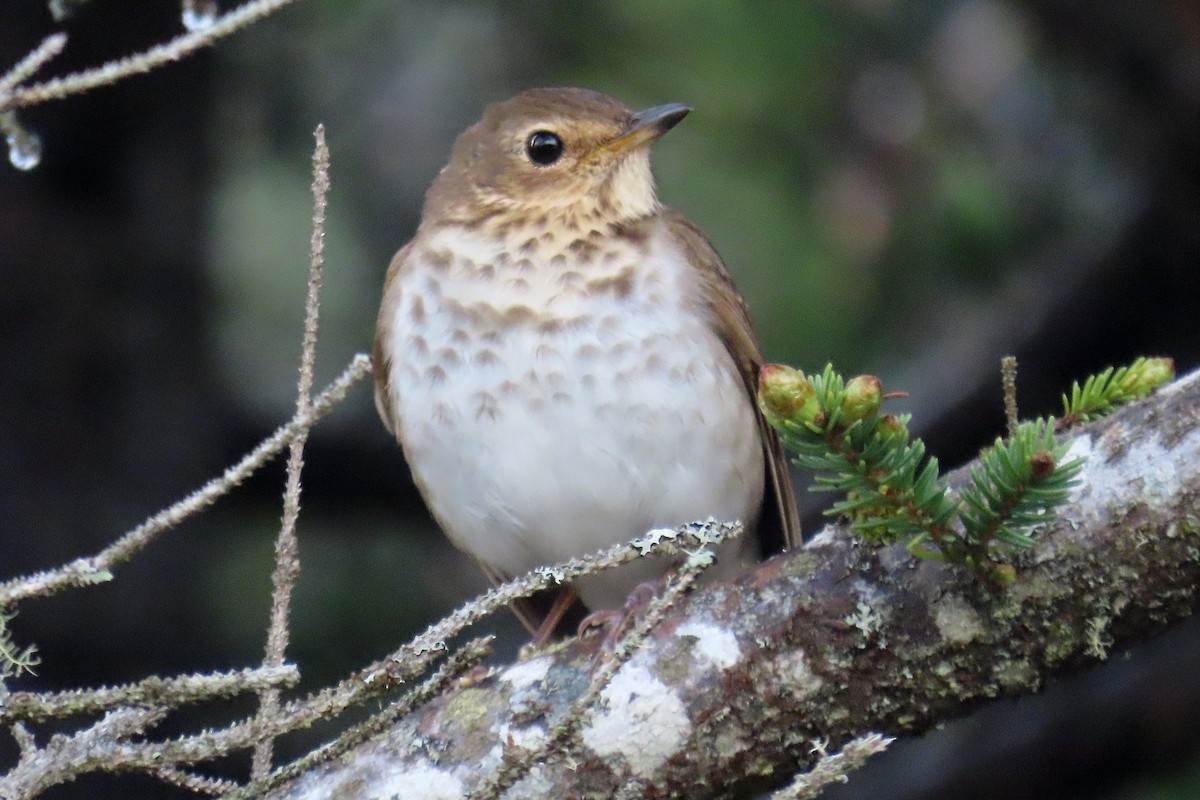 Swainson's Thrush - ML636504551