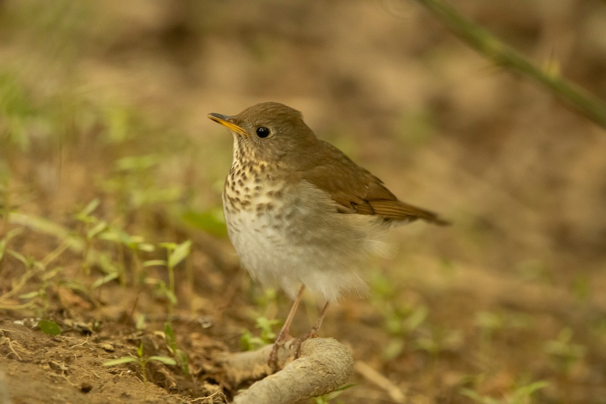 Bicknell's Thrush - Keith Leonard