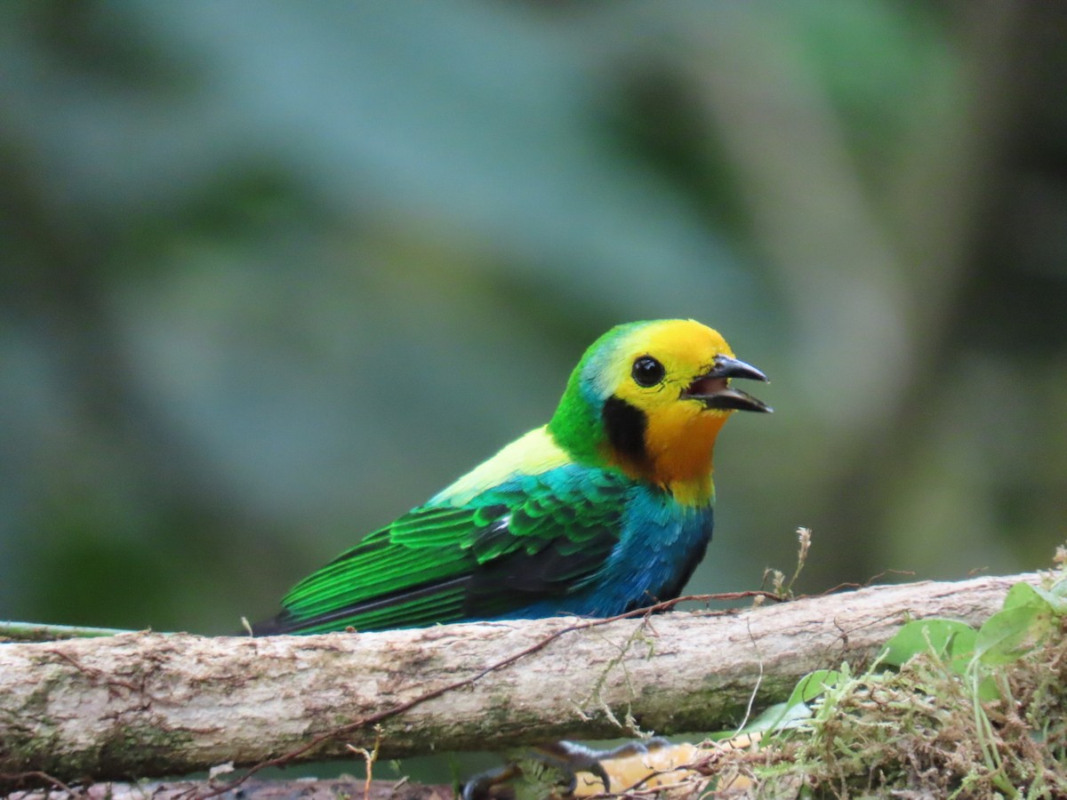 Multicolored Tanager - ML636504570
